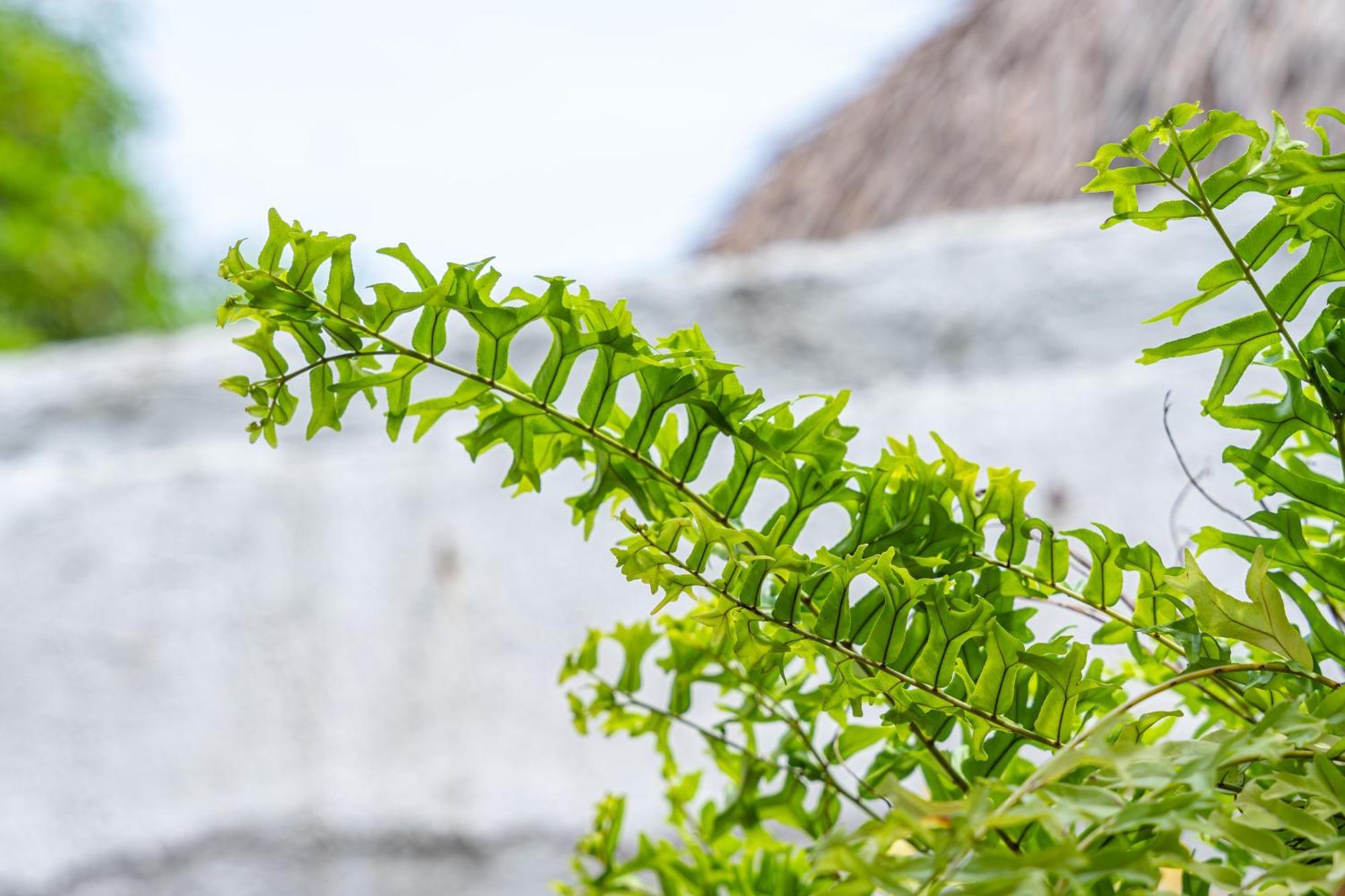 Oresca Pensión Cartagena