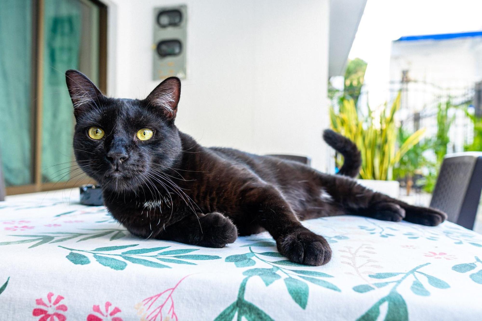 Guest house Oresca 4*