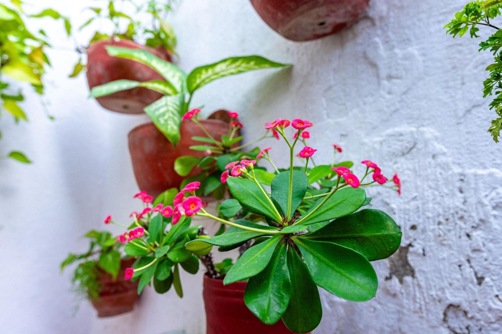 Guest house Oresca 4*